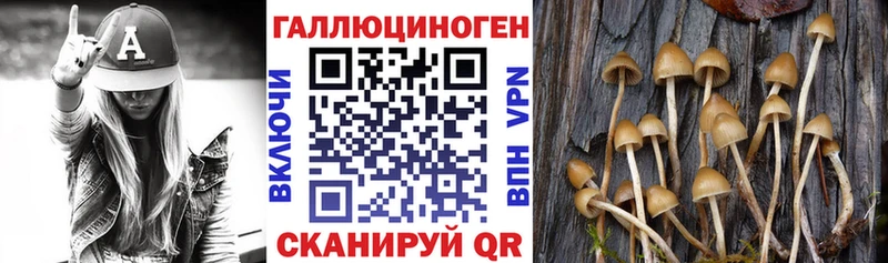 закладки  Никольск  Псилоцибиновые грибы мицелий 